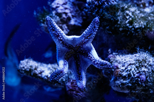 macro blue starfish linckia laevigata