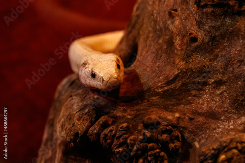 snake leucistic texas rat