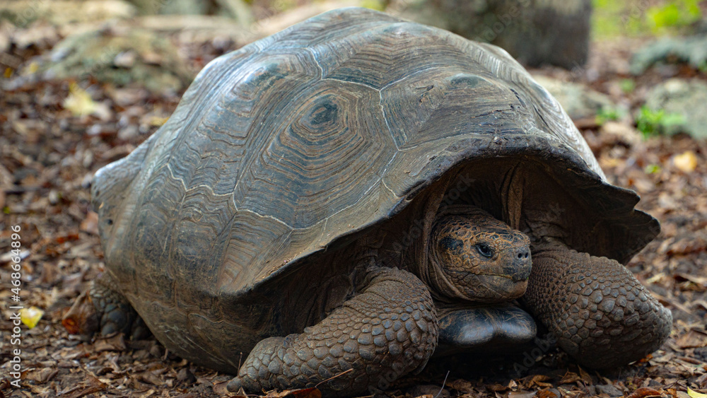 Obraz premium Tortuga galápagos j¡gigante descansando 