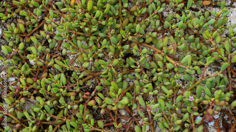 Textura de planta de galapagos Textura de planta de galapagos
