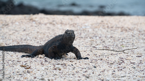 Iguana negra descansando en la playa  photo