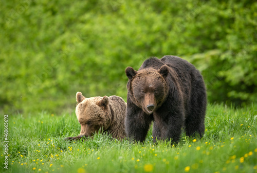 Wild brown bears pair ( Ursus arctos )