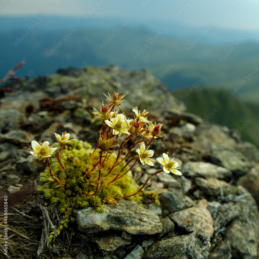 Flowers growing on rocky terrain Flowers growing on rocky terrain