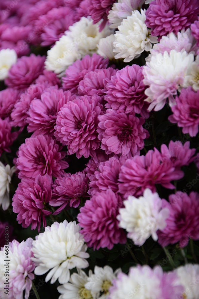 Pink and white chrysanthemum flowers closeup, vertical floral background with vivid colors.
Pink and white chrysanthemum flowers closeup, vertical floral background with vivid colors.
