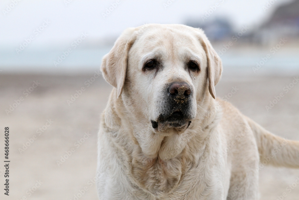 the yellow labrador playing at the seashore the yellow labrador playing at the seashore