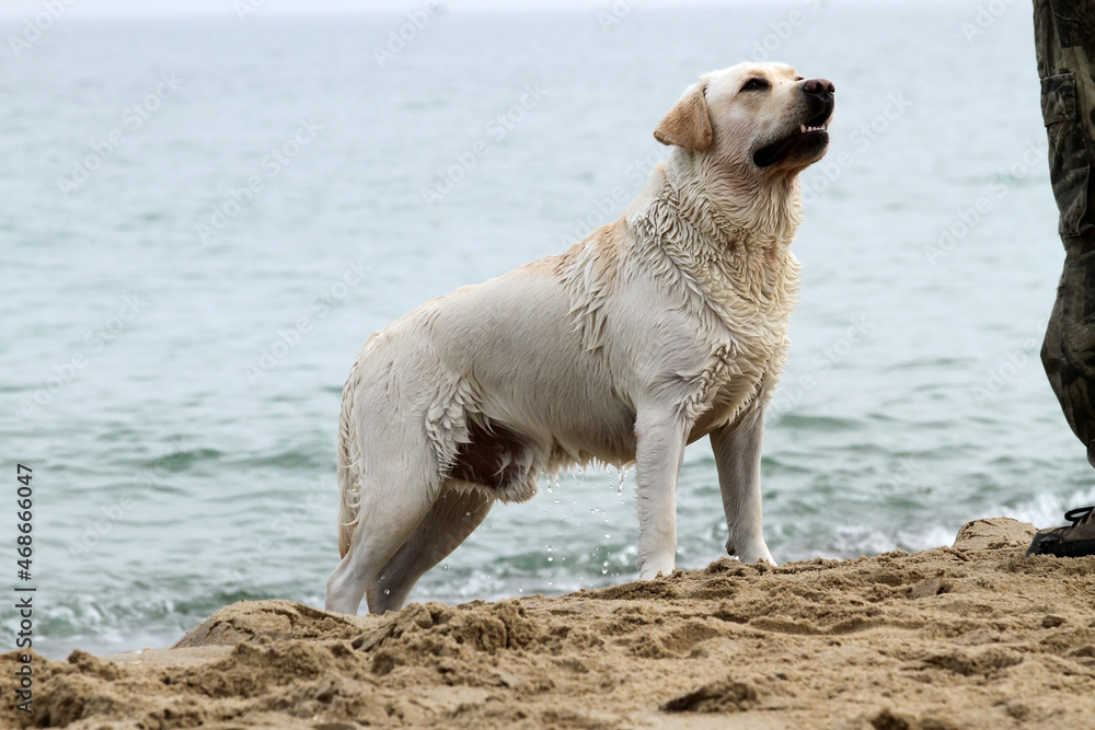 nice yellow labrador playing at the seashore nice yellow labrador playing at the seashore