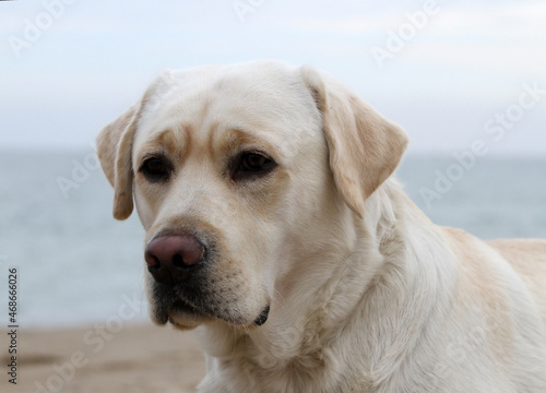 a yellow labrador playing at the seashore
