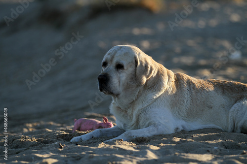 a sweet nice yellow labrador playing at the seashore
