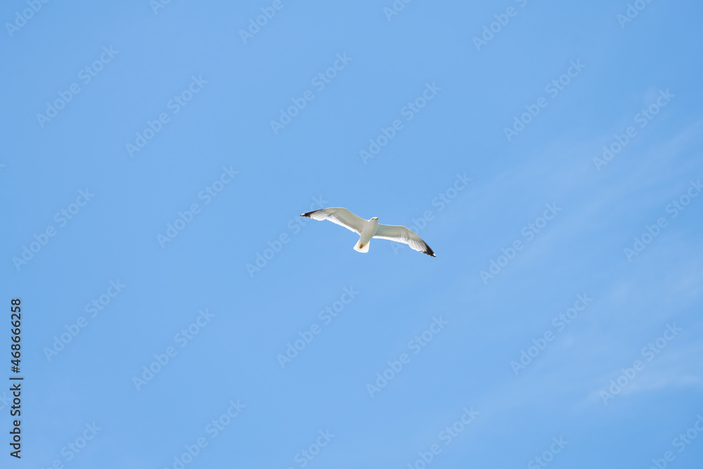 Fototapeta premium Ichthyaetus audouinii or Audouin's gull is a beautiful gull restricted to the Mediterranean and the western coast of Saharan Africa and the Iberian Peninsula.