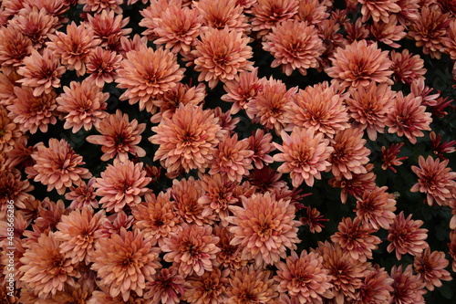 Orange chrysanthemum flowers background  chryzantemums closeup  floral background with vivid colors  selective focus. 