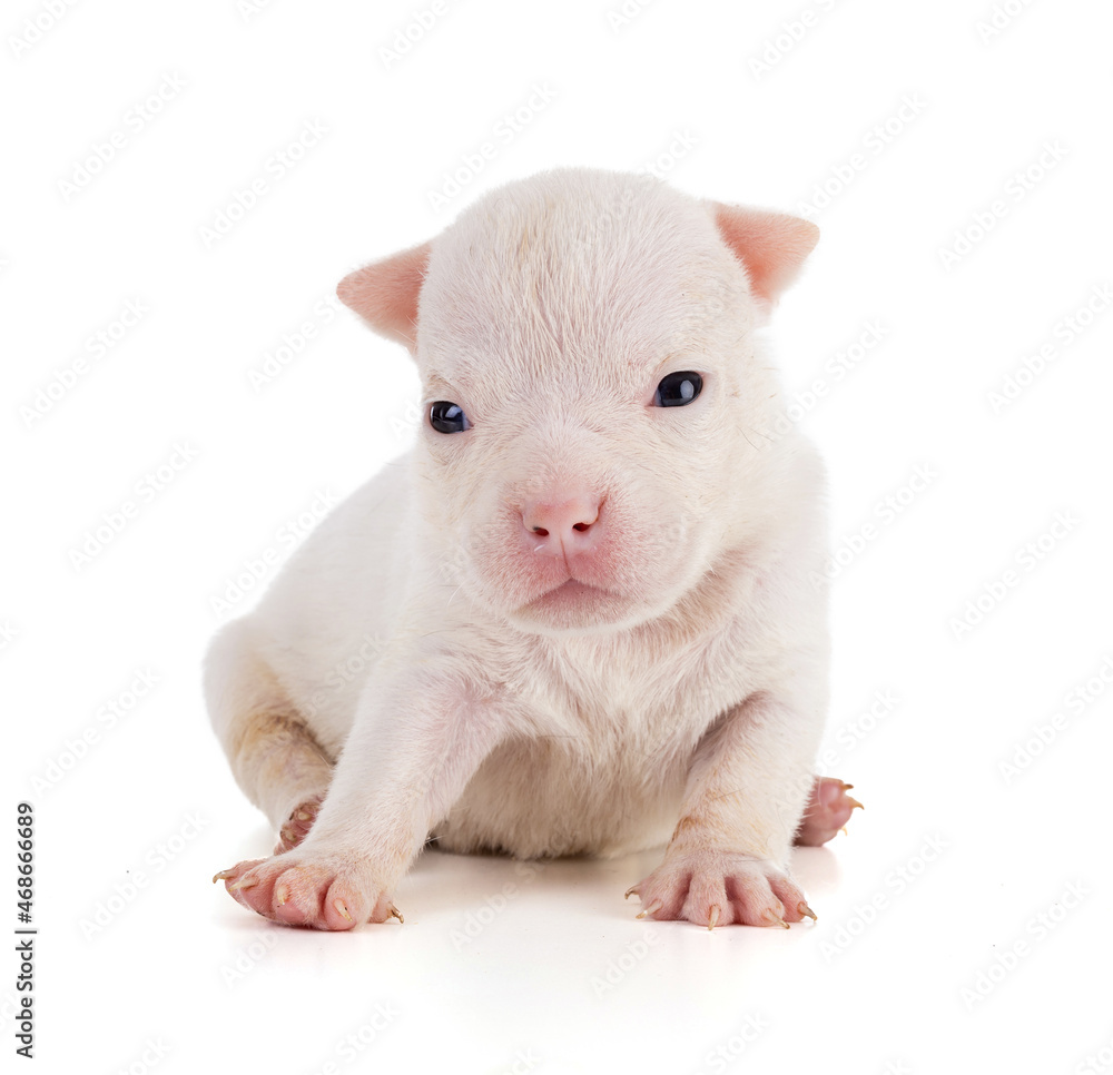Portrait of american bully 3 week old puppy Portrait of american bully 3 week old puppy
