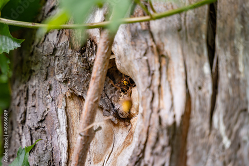 A hornet crawling out of a nest in a tree. Huge dangerous insect in its natural habitat. Wild insects in the environment. Beautiful European Hornet.