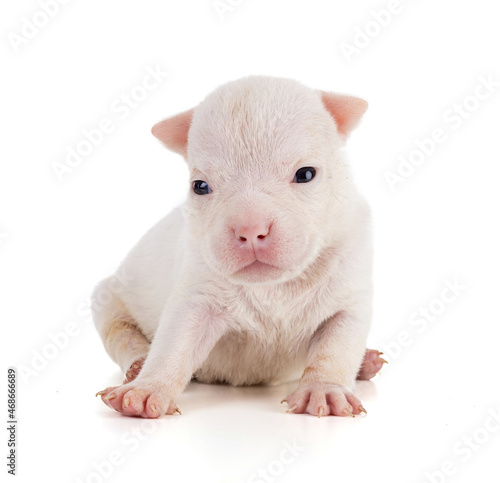 Portrait of american bully 3 week old puppy