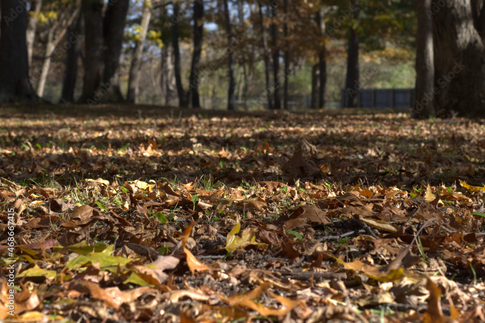 Low view of fall foliage in the park Low view of fall foliage in the park