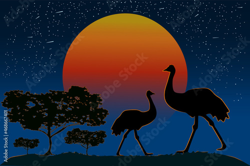 Silhouette of emu family on sunset background. Two ostrich at australian landscape with orange sunrise and acacia trees. Wild nature of Australia. Australia day banner. Stock vector illustration