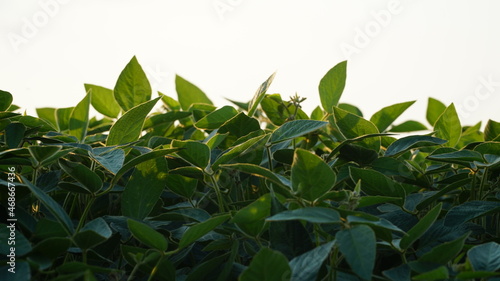 Glycine max, soybean, soya bean sprout growing soybeans on an industrial scale. Young soybean plants with flowers on soybean cultivated field. Agricultural soy plantation background. photo