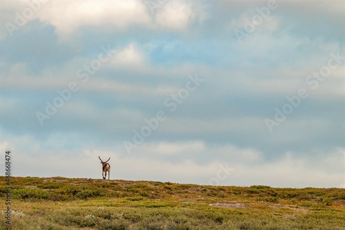 Canvas Print Reeinder walking the fields