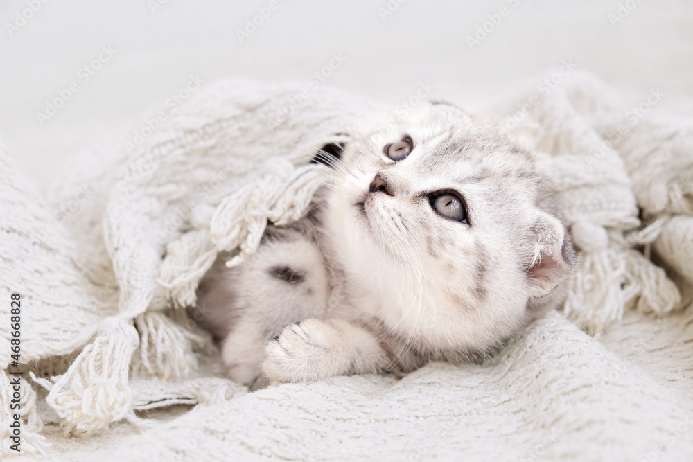 The kitten lies covered with a blanket and looks to the side. Kitten on a blanket. The kitten is isolated among a beige knitted fabric blanket. The kitten lies covered with a blanket and looks to the side. Kitten on a blanket. The kitten is isolated among a beige knitted fabric blanket.