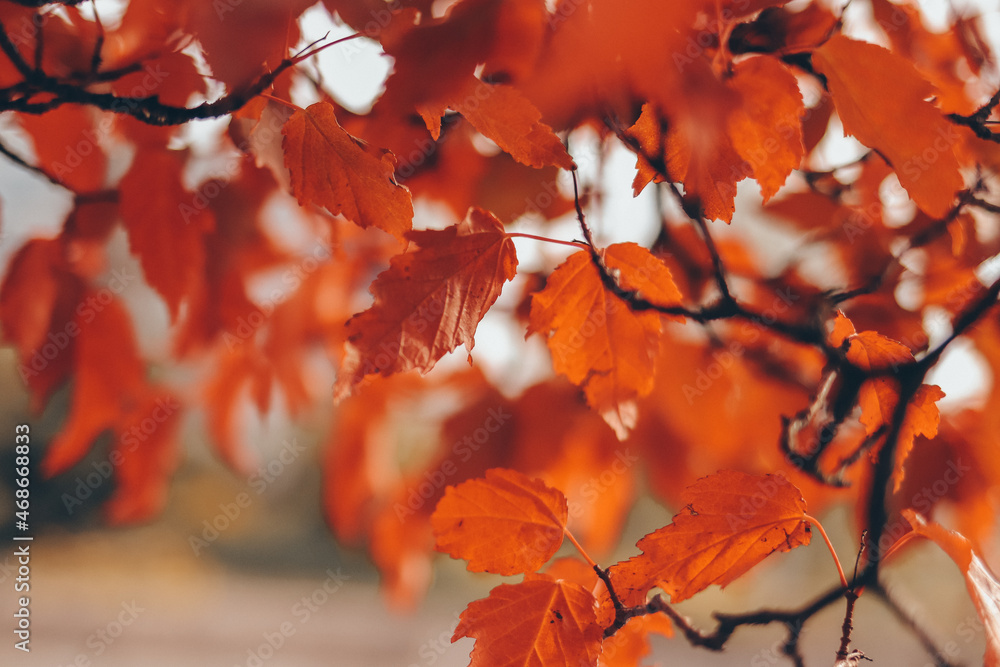 Autumn Leaves in the City Autumn Leaves in the City