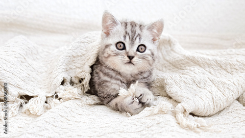 The kitten is holding a fringe of a plaid in its paws. Kitten on a blanket. The kitten is isolated among a beige knitted fabric blanket.