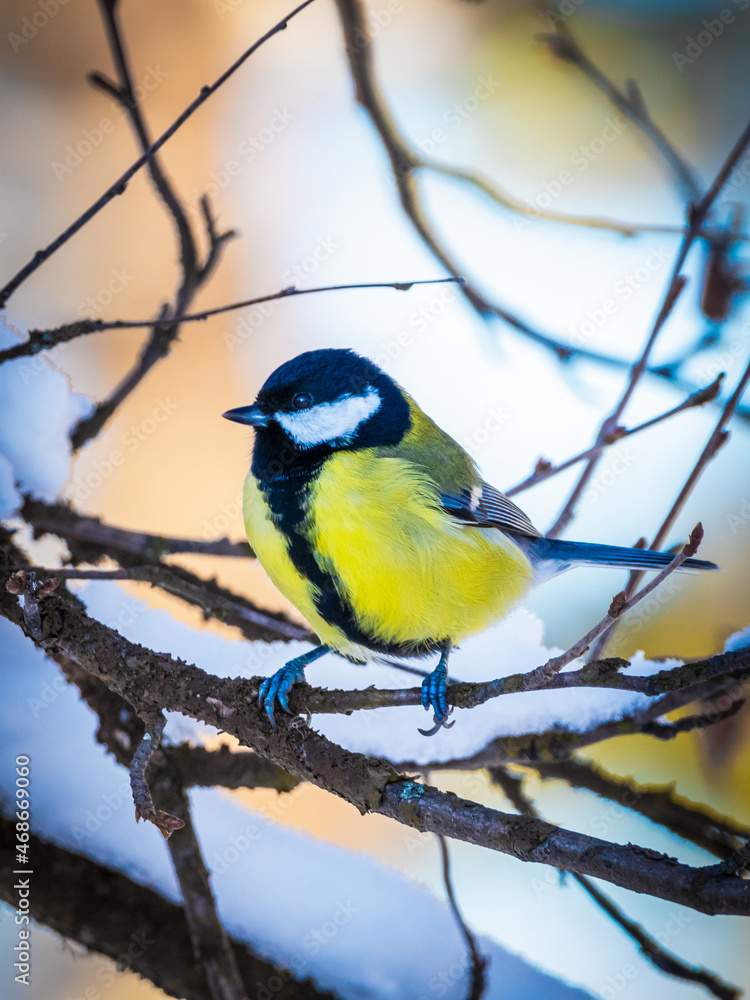 Fototapeta premium Blue tit