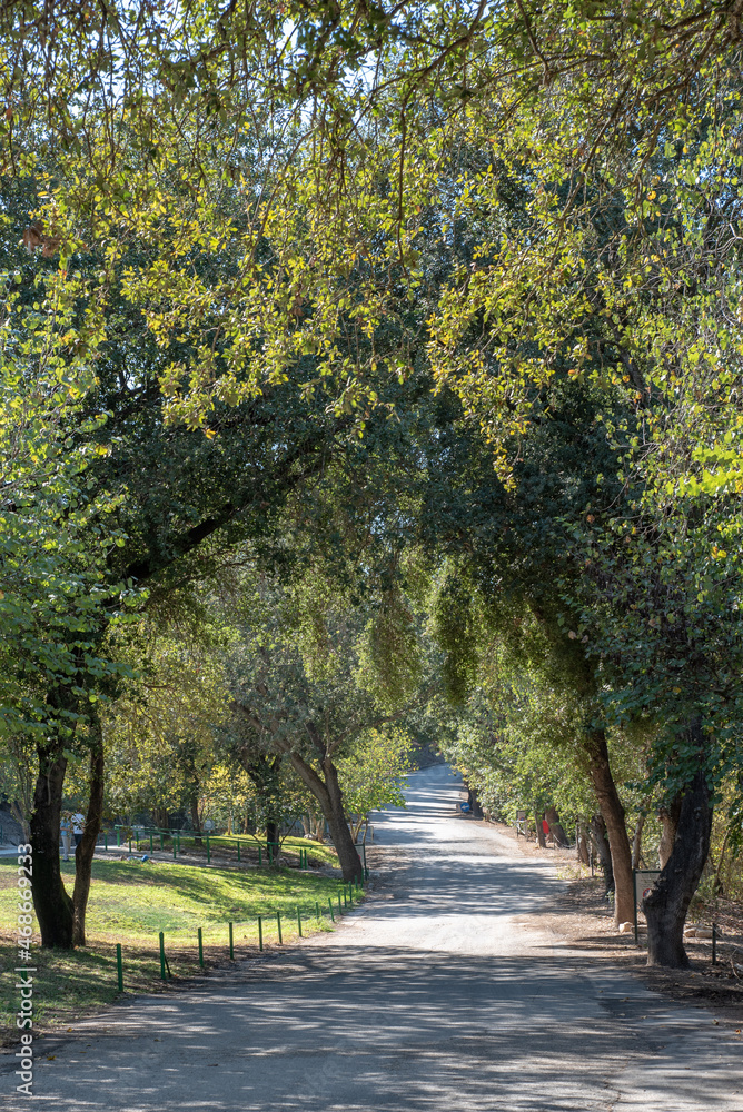 Naklejka premium The tree lined road to Bet She'arim National Park in Kiryat Tivon in Israel