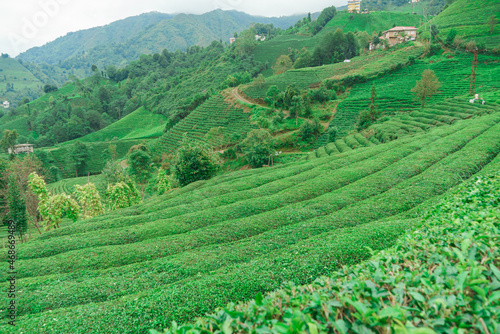 Fresh green tea terrace farm on the hill. Top view of tea plantation with mountain landscape.