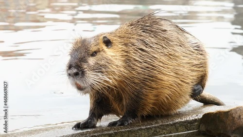 Cute nutria washes and cleans its wool on the river bank. Funny video with an animal photo