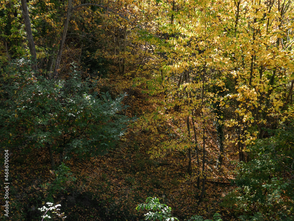 Shy rays of sun penetrate into the interior of a forest between the branches of tall deciduous trees with yellow leaves during autumn and the contrast of evergreen trees with leaves.