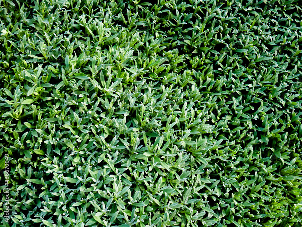Aerial view of a lawn composed of leaves of plants in a garden creating a natural grass blanket Aerial view of a lawn composed of leaves of plants in a garden creating a natural grass blanket