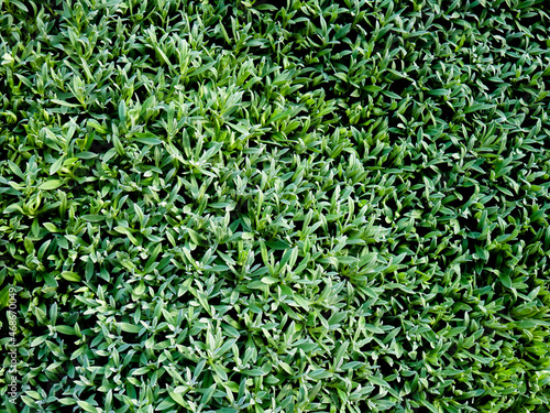 Aerial view of a lawn composed of leaves of plants in a garden creating a natural grass blanket