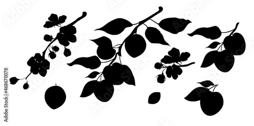 Black silhouette set of apricot icons. Juicy and ripe summer fruits, branches with flowers and apricots. Natural and healthy food. Stock vector illustration isolated on white background.