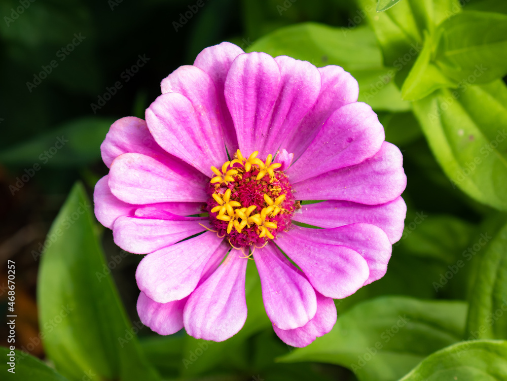 Aerial view of a Zinnia flower with purple petals of large stamens with yellow pollen surrounded by a green garden Aerial view of a Zinnia flower with purple petals of large stamens with yellow pollen surrounded by a green garden