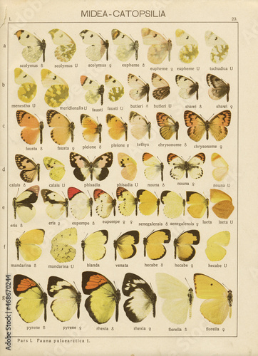 Antique lithography with butterflies from book 