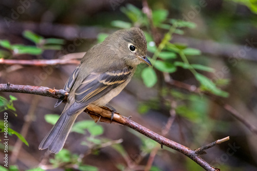 Cordilleran Flycatcher