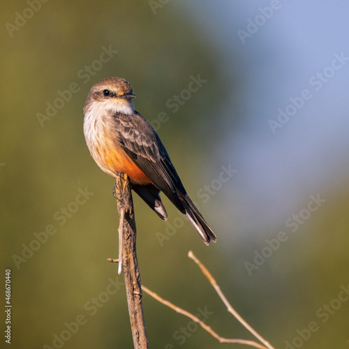 Female Vermillion Flycatcher