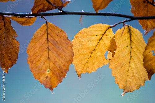 Herbstlich verfärbte Buchenblätter