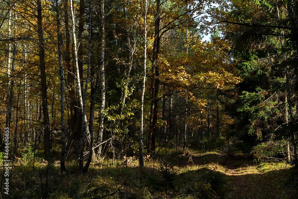 Sunlight in mixed autumn forest