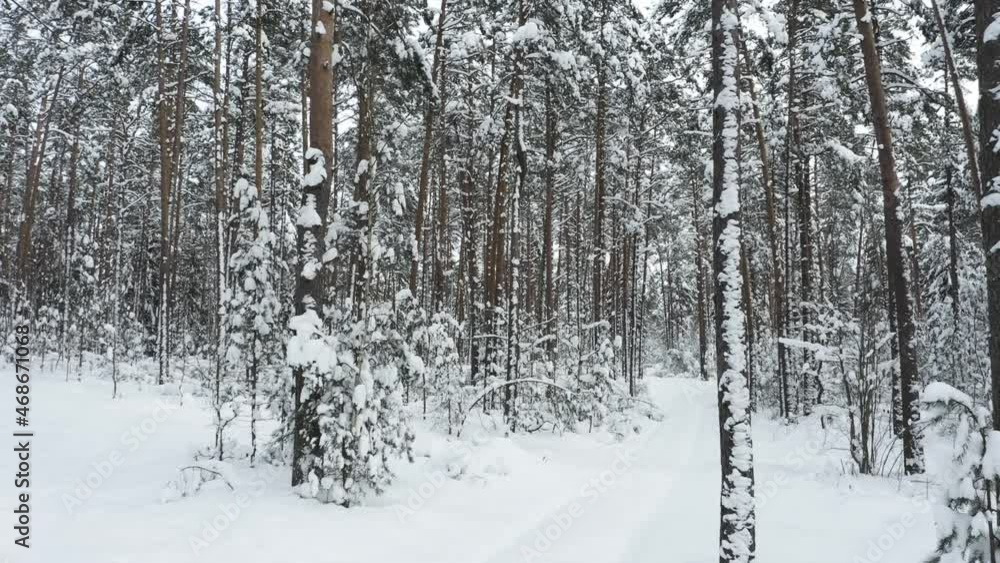 Drone shot flying in the winter pine tree forest. Slow flight in forest on winter season.
Drone shot flying in the winter pine tree forest. Slow flight in forest on winter season.