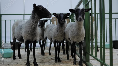 Flock of black and grey Romanov sheep at agricultural animal exhibition, small cattle trade show. Farming, agriculture industry, livestock and animal husbandry concept