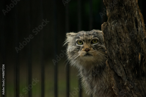 Canvas Print Otocolobus manul wild cat close up portrait
