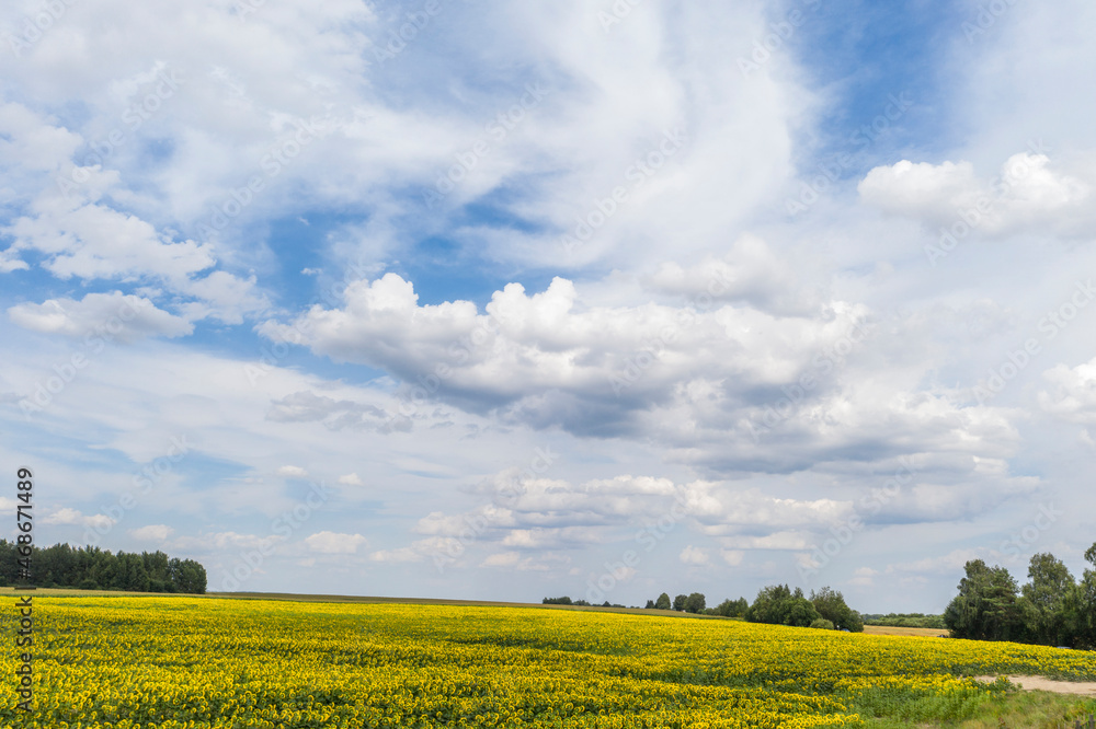 Sunflower field with cloudy blue sky, aerial bird-eye view.