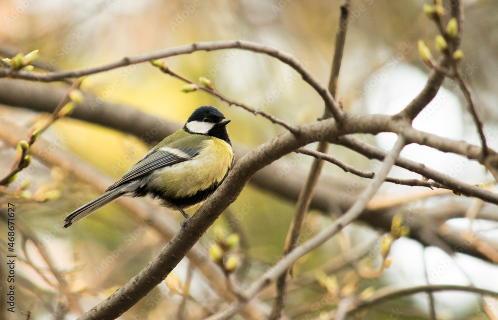 Tomtit, small yellow/black bird, wildlife nature Tomtit, small yellow/black bird, wildlife nature