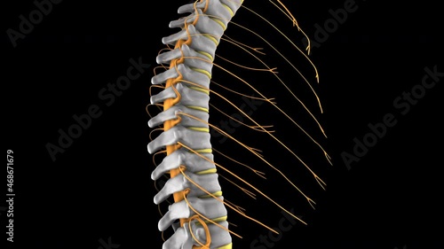 Human spine with spinal cord, 3d animation, isolated on black background photo