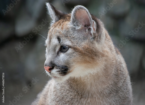 Portrait of a lynx kitten closeup