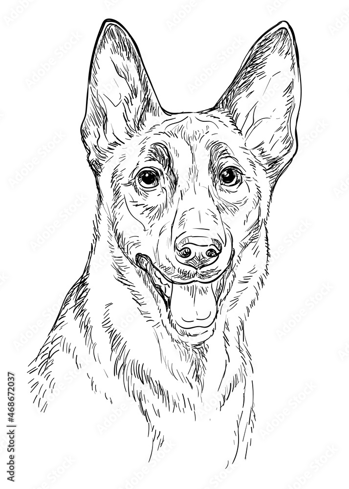 Belgian shepherd dog vector hand drawing portrait vector
