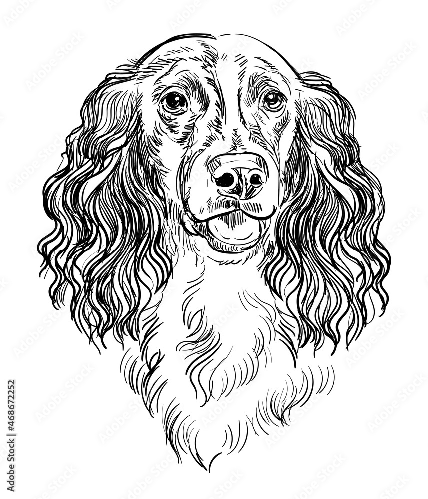 Spaniel dog vector hand drawing vector portrait Spaniel dog vector hand drawing vector portrait