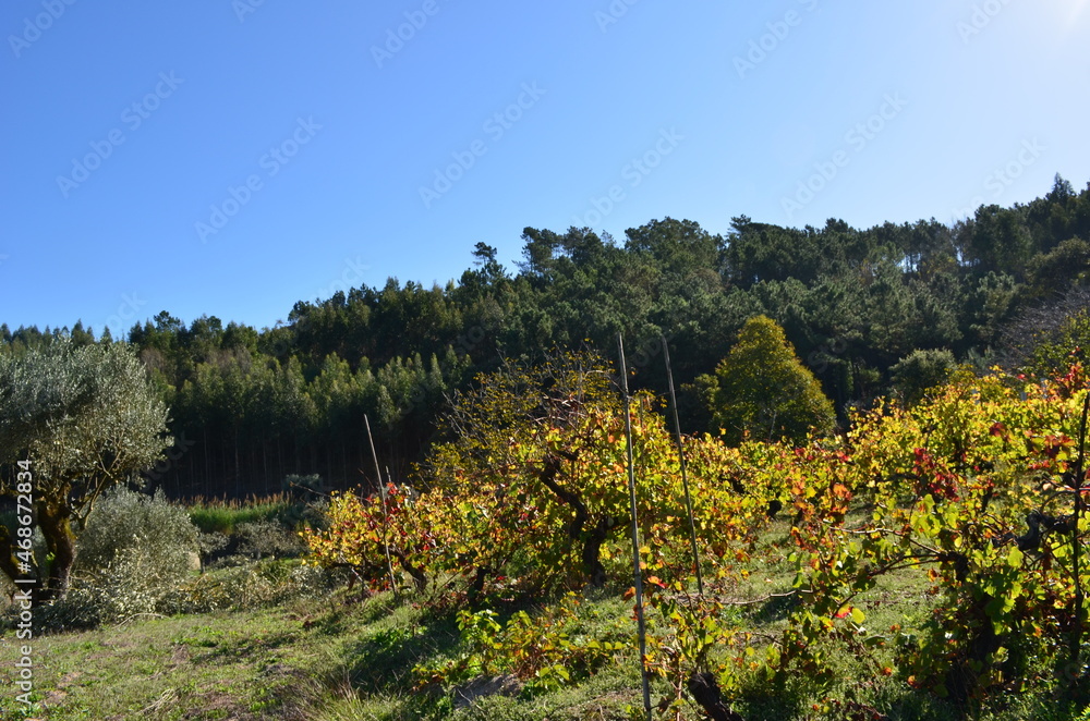 Vigne Portugaise entourée de forêt