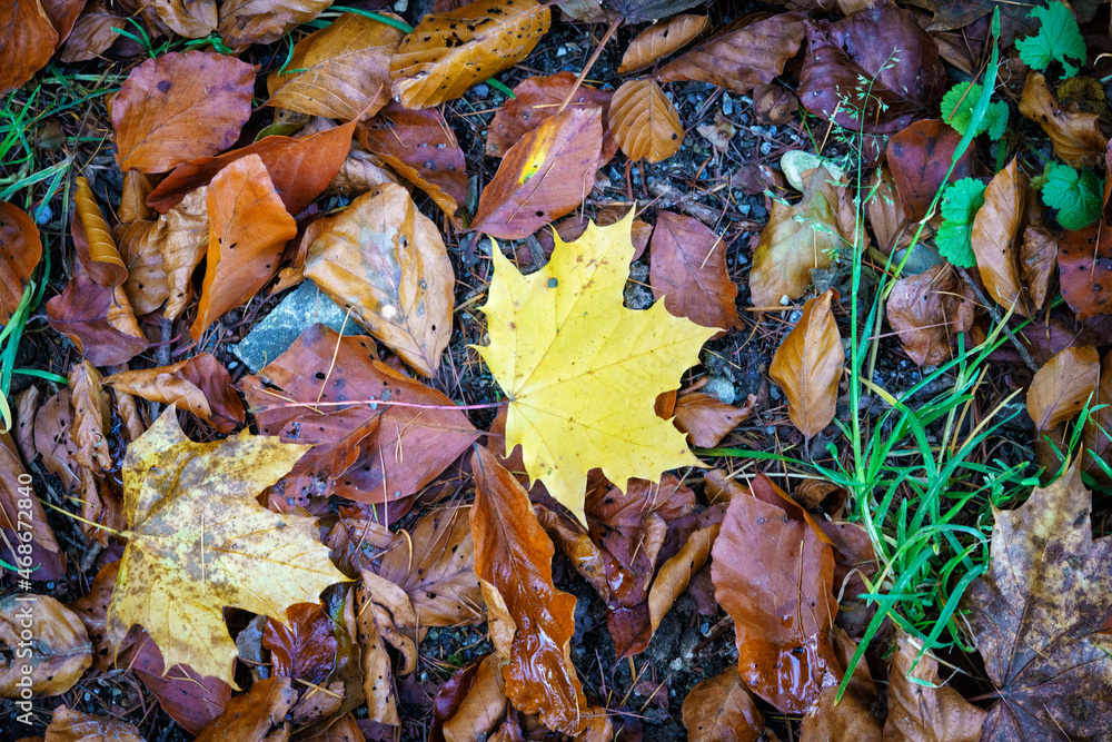 Herbstlaub Herbstlaub