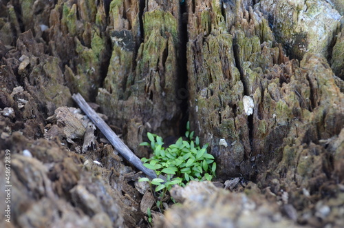 plante qui né dans une cêpe